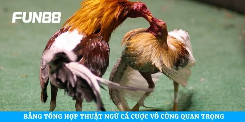 Bảng tổng hợp thuật ngữ cá cược vô cùng quan trọng