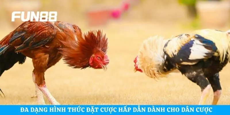 Đa dạng hình thức đặt cược hấp dẫn dành cho dân cược