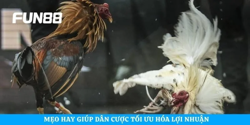 Mẹo hay giúp dân cược tối ưu hóa lợi nhuận