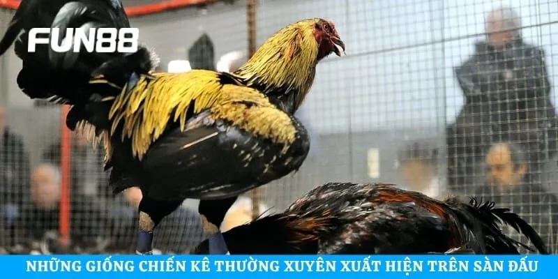 Những giống chiến kê thường xuyên xuất hiện trên sàn đấu
