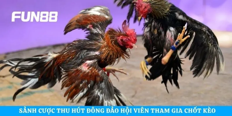 Sảnh cược thu hút đông đảo hội viên tham gia chốt kèo mỗi ngày
